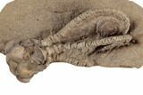 Fossil Crinoid (Jimbacrinus) - Gascoyne Junction, Australia #188627-3